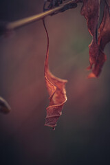 Faded nature in late summer and autumn
