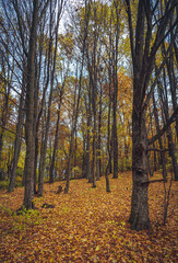Autumn woods
