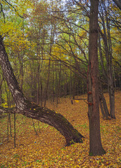 Autumn woods