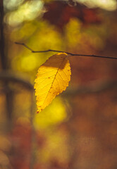 Autumn leaves