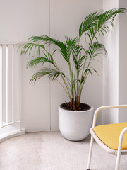 The big white terrazzo stone pot with small tropical palm tree decoration on the white terrace with iron fence near the empty yellow chair with nobody, vertical style.