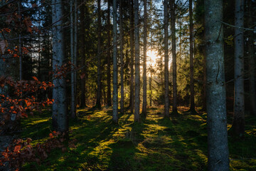 Wald, Sonne, Bäume, Gras, Waldspaziergang