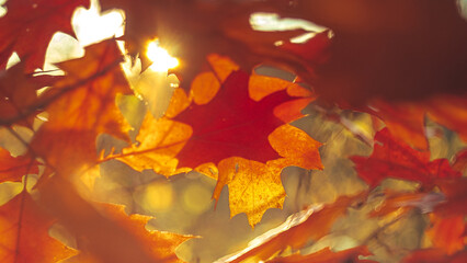 Autumn leaves