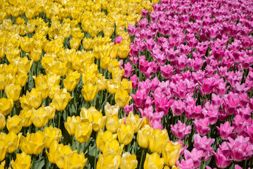 Many yellow and pink tulips in the garden

