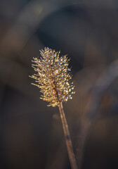 Morning nature in sunlight and dew