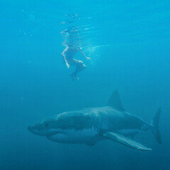 Obraz premium Scary great white shark passing below swimmers under sea