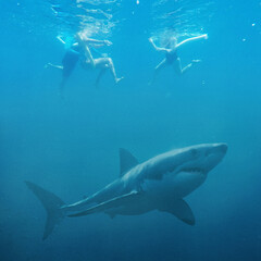 Fototapeta premium Scary great white shark passing below swimmers under sea