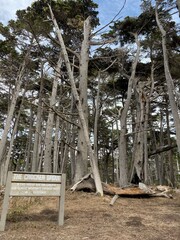 trees in the forest