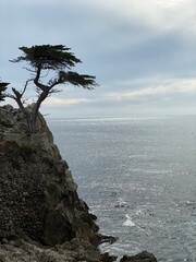 tree on a rock