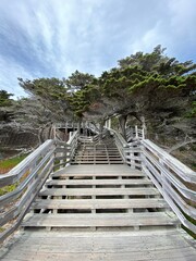 wooden bridge in the forest