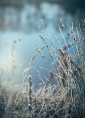 Nature in morning