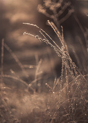 Morning nature in sunlight and dew