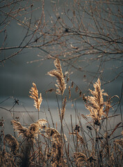 Faded nature in late summer and autumn