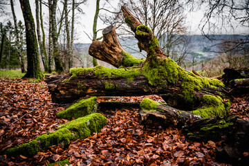Wald, Baumstamm, Moos, Herbst, Wurzel, Ast, Buche, Steine