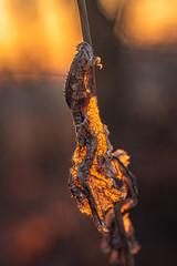 Nature in morning