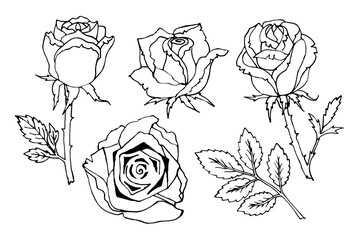 Set of Rose flower. Roses plant. Hand drawn line vector illustration