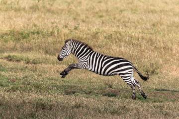 Fototapeta na wymiar Common or plains zebra, equus quagga, running the the grasslands of the Masai Mara National Park, Kenya