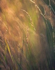 Morning nature in sunlight and dew