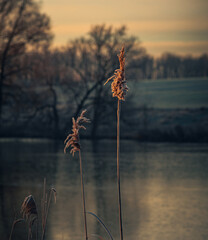 Fading nature in autumn plants