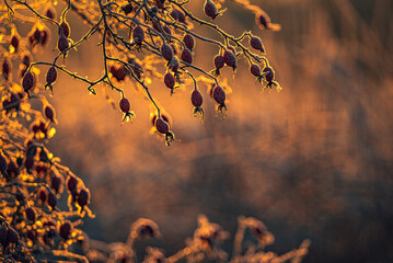 Fading nature in autumn plants