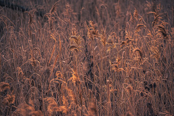 Fading nature in autumn plants