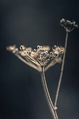 Fading nature in autumn plants