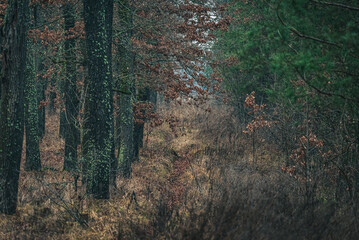 Autumn woods