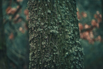 Autumn woods
