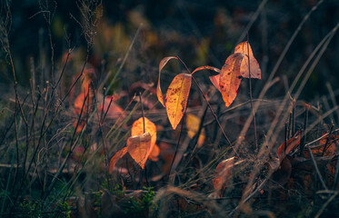 Morning nature in sunlight and dew