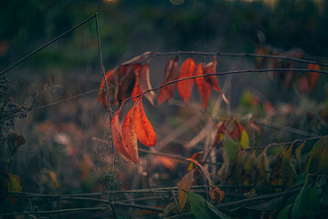 Morning nature in sunlight and dew