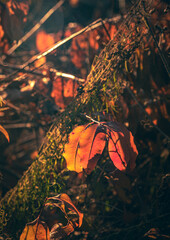 Morning nature in sunlight and dew