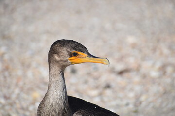 double crested cormorant (Phalacrocorax auritus) head photo