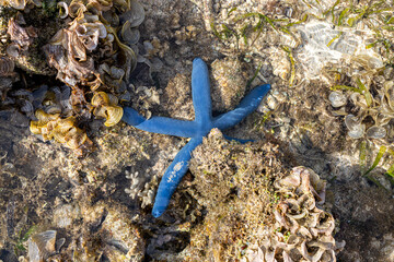 blue starfish on the sand under water