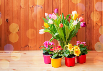 Fresh colorful tulips and primula flowers on wooden table.