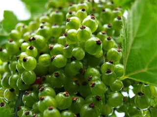 Unripe, green currant on a bush