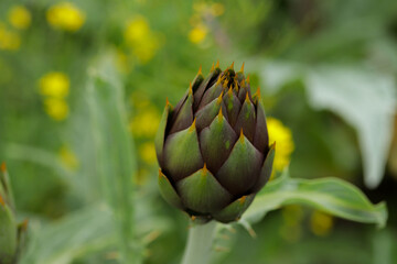 Artichoke in the foreground in green fields. Food concept, nature.