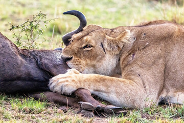 Adult lioness feeding on a wildebeest kill during the annual Great Migration in the Masai Mara, kenya