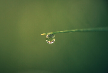 Morning nature in sunlight and dew