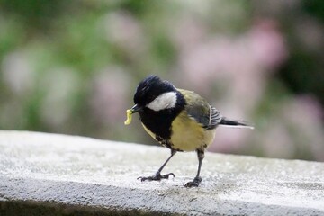 Obraz premium Close up of a great tit