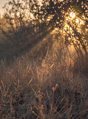 Faded nature in late summer and autumn