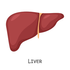 Liver of human . Cartoon design . Isolated . Vector .
