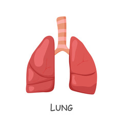 Lung of human . Cartoon design . Isolated . Vector .