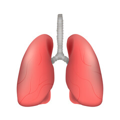 Lung of human . Respiratory system . Realistic design . Isolated . Vector illustration .