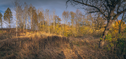 Faded nature in late summer and autumn