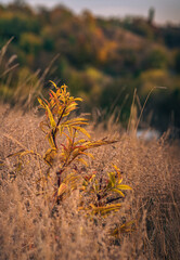 Fading nature in autumn plants