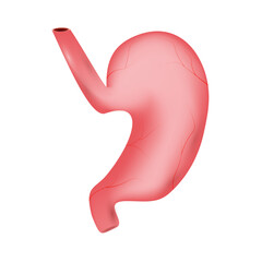 Stomach of human . Digestive system . Realistic design . Isolated . Vector illustration .