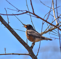 American Robin (Turdus migratorius) perched on a tree branch