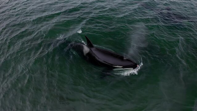 Killer whale swimming in the ocean, killer whale in the sea. Whale in the sea. View from above.