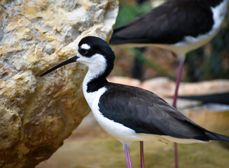black necked stilt (Himantopus mexicanus) wading in water