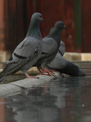 Obraz premium pigeon in the city